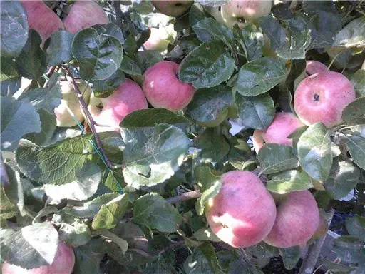 Apple tree Auxis: description, care, photos, pollinators and reviews of gardeners