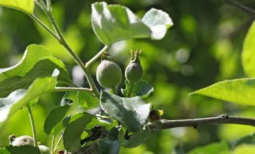 Apple tree Auxis: description, care, photos, pollinators and reviews of gardeners