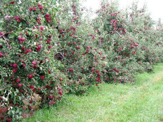 Apple tree Auxis: description, care, photos, pollinators and reviews of gardeners