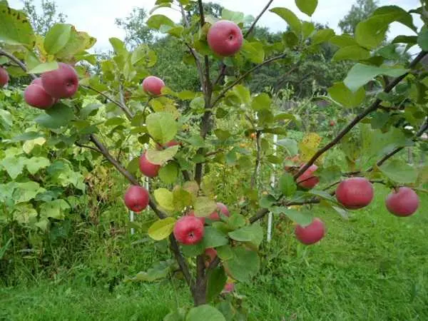 Apple tree Auxis: description, care, photos, pollinators and reviews of gardeners