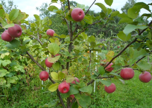 Apple tree Auxis: the secrets of growing a whimsical variety