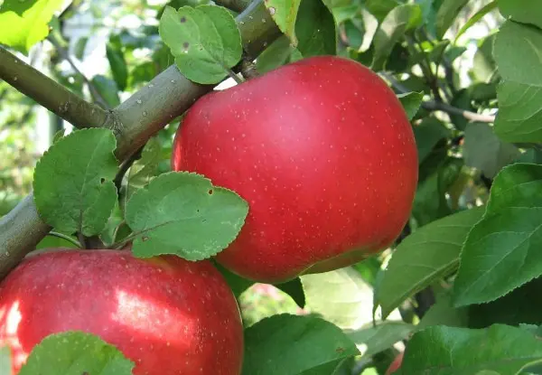 Apple tree Auxis: the secrets of growing a whimsical variety