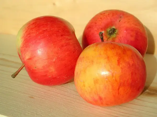 Apple tree Auxis: the secrets of growing a whimsical variety