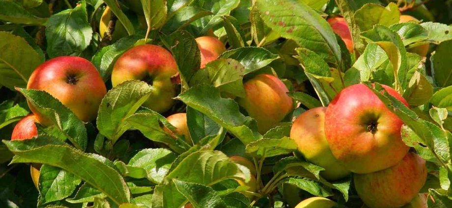 Apple tree Auxis: the secrets of growing a whimsical variety