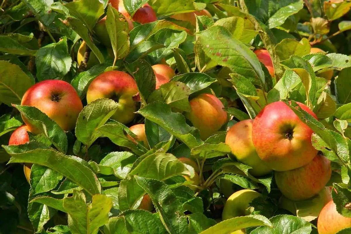 Apple tree Auxis: the secrets of growing a whimsical variety