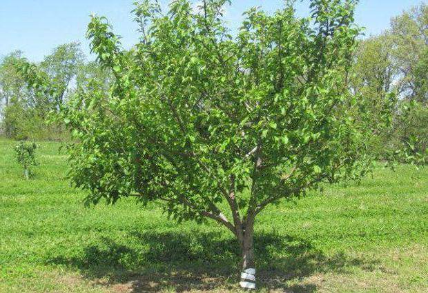 Apple tree Bashkir beauty