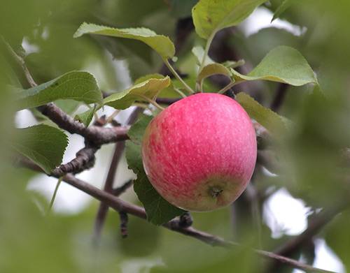 Apple tree Bashkir beauty