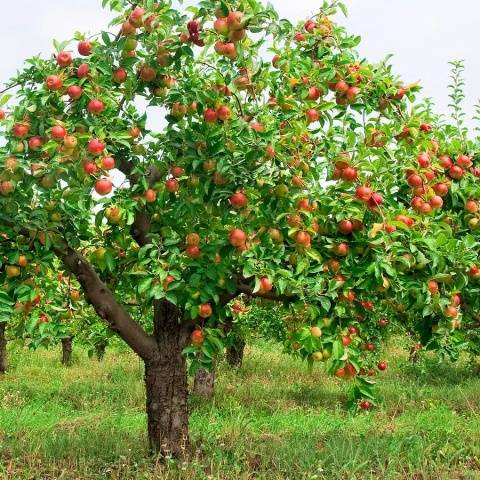 Apple tree Bashkir beauty