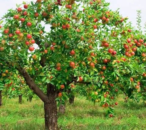 Apple tree Bashkir beauty