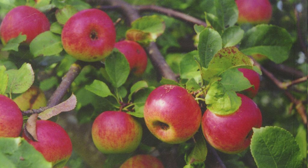 Apple tree Bashkir handsome: description of the fruitful variety