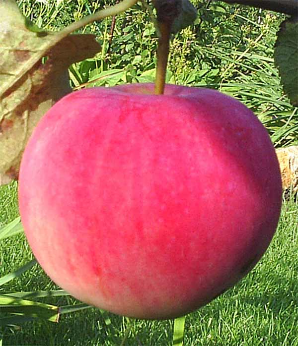 Apple tree Bashkir handsome: description of the fruitful variety