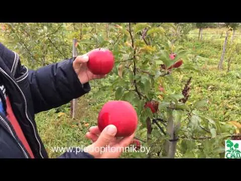 Apple tree Bashkir handsome: description of the fruitful variety