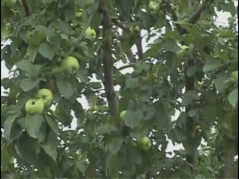 Apple tree Bashkir handsome: description of the fruitful variety