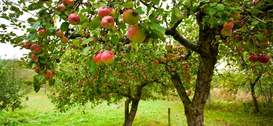 Apple tree Bashkir handsome: description of the fruitful variety