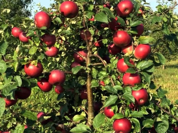 Apple tree Belarusian sweet: the secrets of growing