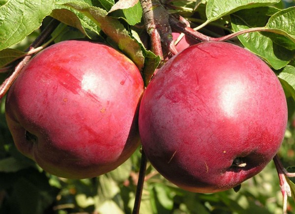 Apple tree Belarusian sweet: the secrets of growing