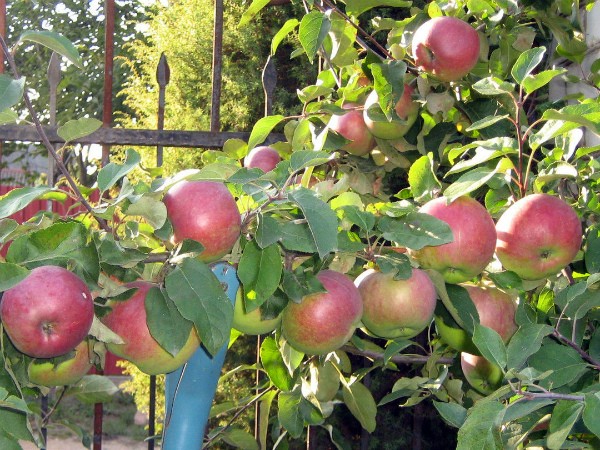 Apple tree Belarusian sweet: the secrets of growing