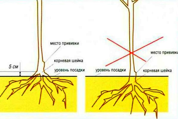 Apple tree Belarusian sweet: the secrets of growing