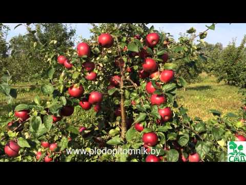 Apple tree Belarusian sweet: the secrets of growing