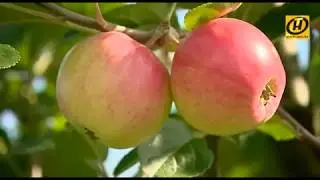 Apple tree Belarusian sweet: the secrets of growing