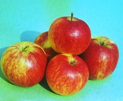 Apple tree Bessemyanka Michurinskaya: variety description, care, photos and reviews