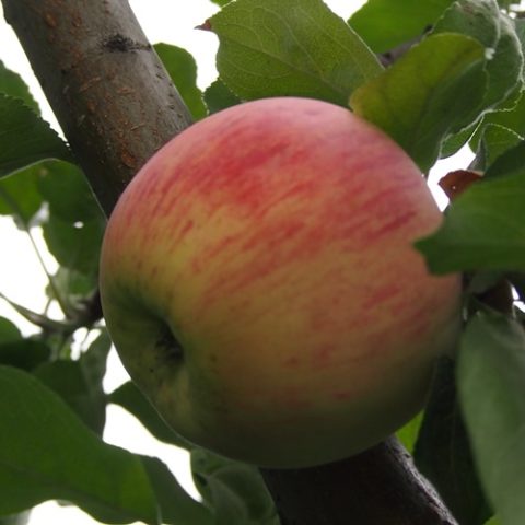 Apple tree Bessemyanka Michurinskaya: variety description, care, photos and reviews