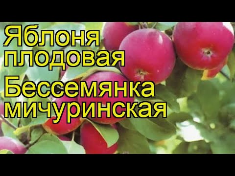 Apple tree Bessemyanka Michurinskaya: variety description, care, photos and reviews