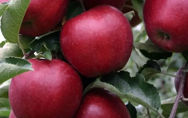 Apple tree Black Prince: variety description, photos, reviews in the suburbs