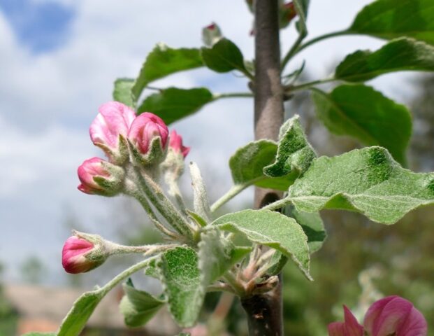 Apple tree Black Prince: variety description, photos, reviews in the suburbs