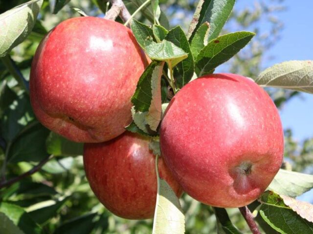 Apple tree Black Prince: variety description, photos, reviews in the suburbs