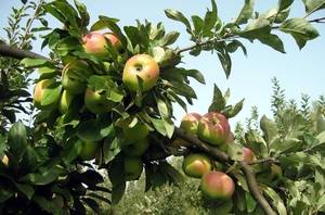 Apple tree Bogatyr