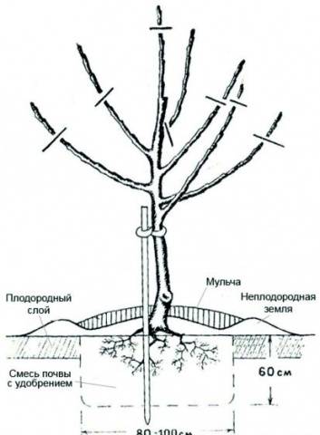 Apple tree Bogatyr