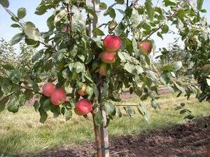 Apple tree Bogatyr