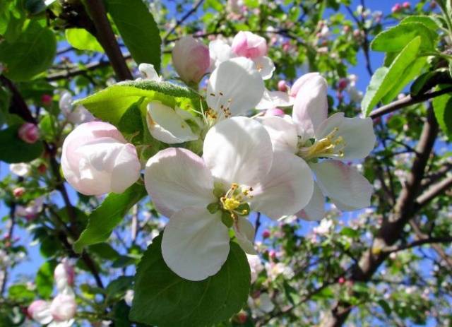 Apple tree Bogatyr