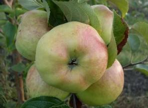 Apple tree Bogatyr