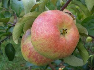 Apple tree Bogatyr