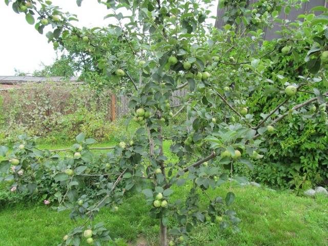 Apple tree Bogatyr