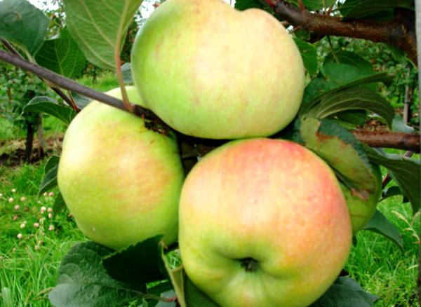 Apple tree Bogatyr: description of the variety, advantages, application