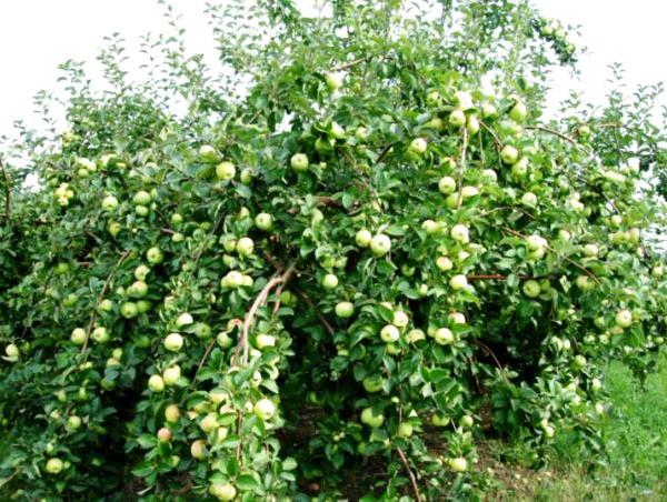 Apple tree Bogatyr: description of the variety, advantages, application