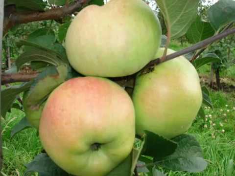 Apple tree Bogatyr: description of the variety, advantages, application