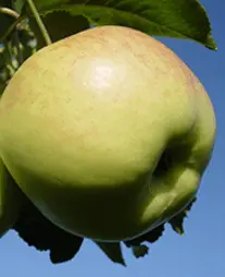 Apple tree Bogatyr