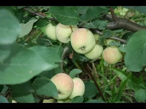 Apple tree care in autumn - preparation for winter 