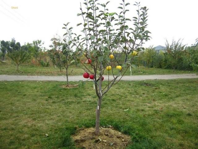 Apple tree care in autumn &#8211; preparation for winter 