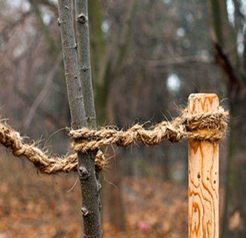 Apple Tree Cherished