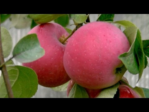 Apple Tree Cherished