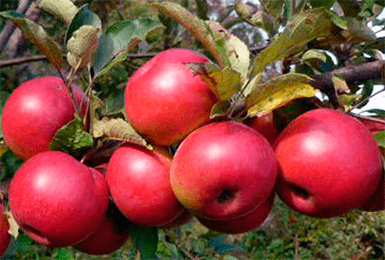 Apple Tree Cherished