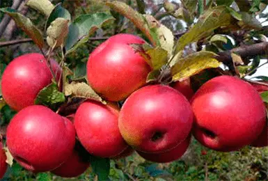 Apple Tree Cherished