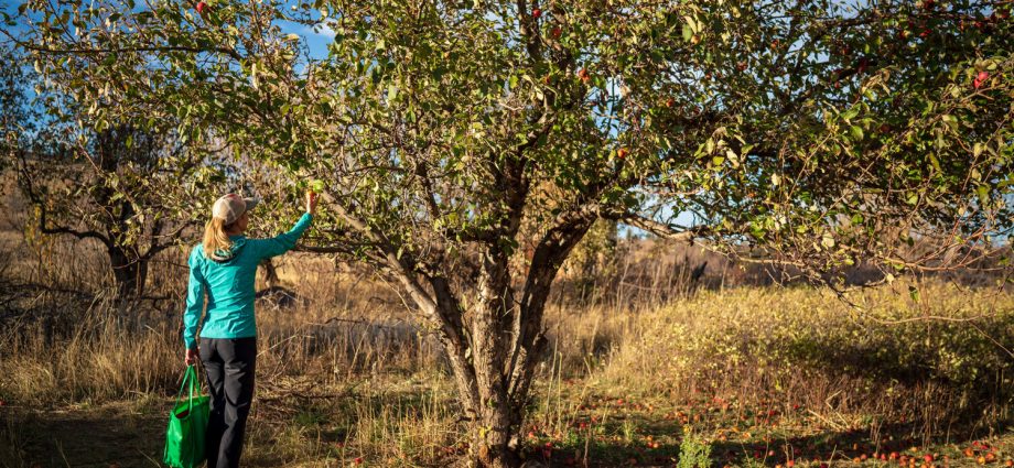 Apple Tree Cherished