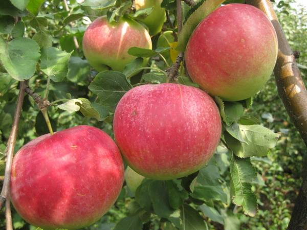 Apple tree Christmas