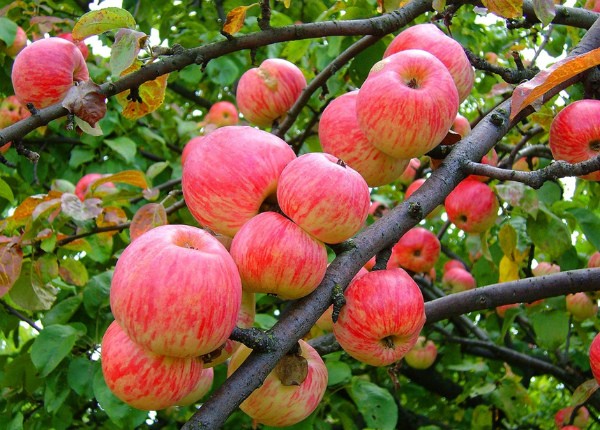 Apple tree Cinnamon striped: planting, care and yield